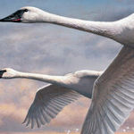 Swan Stamps Are Coming. 'Duck!'