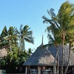 Warmer Climes