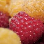 Fruitful Ideas for Fresh Syrups
