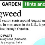 Ragweeds Are the Culprit Behind Hay Fever