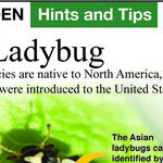 Ladybug Invasion