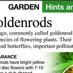 Goldenrod