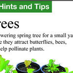 What Do You Do With Baby Redbud Trees?