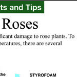Fall and Winter Rose Care