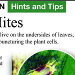 Spider Mites on Houseplants