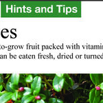 I Am Craving Cranberries