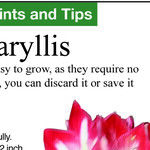 Waxed Amaryllis Care