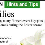 Buy an Easter Lily Now