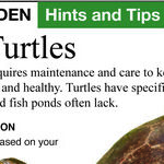 Pond Turtles and Dragonflies