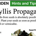 Amaryllis Seeds and Flooded Vegetable Gardens
