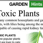 Lilies Can Kill Cats