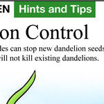 Can You Kill Dandelions Without Herbicides?