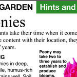 New Peonies Grandma Would Love