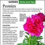 New Peonies Grandma Would Love