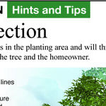 Tree-Buying Tips