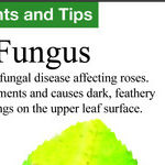 Black Spot Disease on Roses