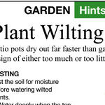 Free Pond Liner and Wilting Plants