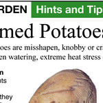 Unusual Potatoes