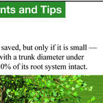 Can You Save a Blown-Over Tree?