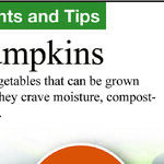 Growing Pumpkins