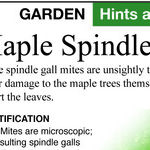 Spindle Galls and Moving Lilies