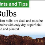 Planting Bulbs for Spring and Storing Bulbs for Winter