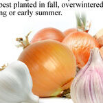 Allium