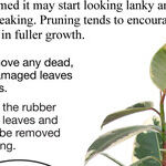 Rubber Trees and Amaryllis Bulbs