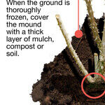 Fall and Winter Rose Care