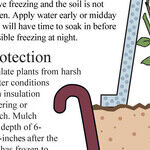 Rose Protection
