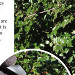Holly Pruning