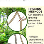 Fall Tree Pruning
