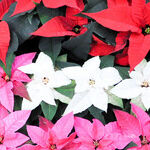 More Gardening Gift Ideas