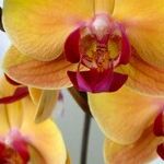 Gardening Resolutions