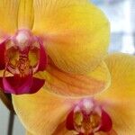 2016 Green Thumb Awards