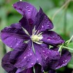 Pruning Clematis Vines