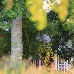 Arbor Day Tree Planting