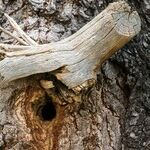Dealing with Tree Cavities