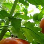 Growing Tomatoes
