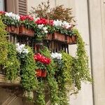 Window-Box Plants
