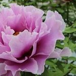 Picking the Perfect Peony