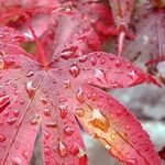 Propagating Plants
