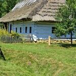 Dethatch a Lawn