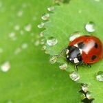 Fighting off Spirea Aphids