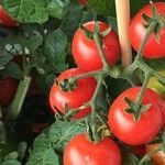 Leaf Spot Diseases