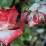 Summer Rose Care