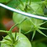 Tomatoes in the Heat and Fall Vegetable Gardens