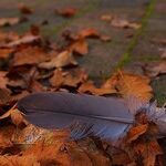 Fixing Up Your Fall Landscape