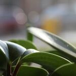 Houseplants in Fall