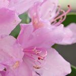 Azaleas and Willows